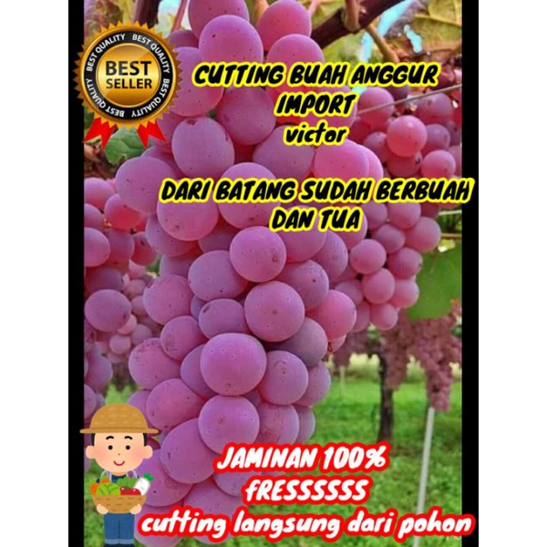 cutting anggur import asli