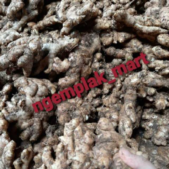 

Jahe emprit 1kg jahe segar jahe lokal jahe biasa jahe putih segar jahe murah jahe super