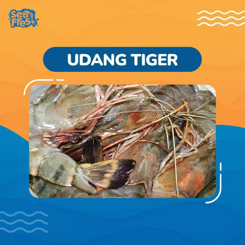 

Udang Tiger ( Udang Windu ) 1 Kg