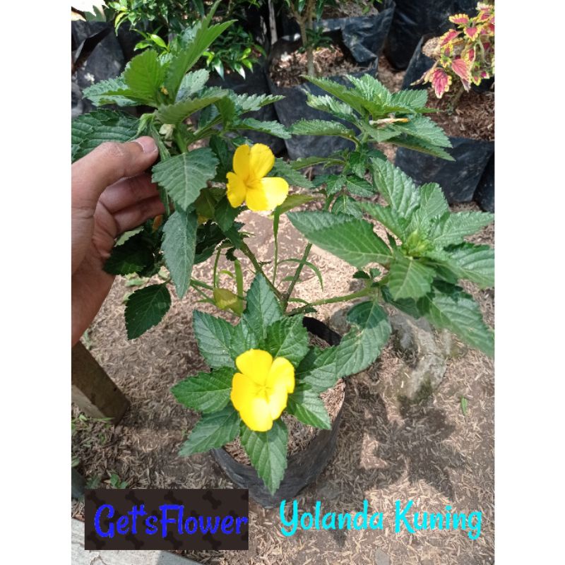 Tanaman Hias Yolanda Kuning
