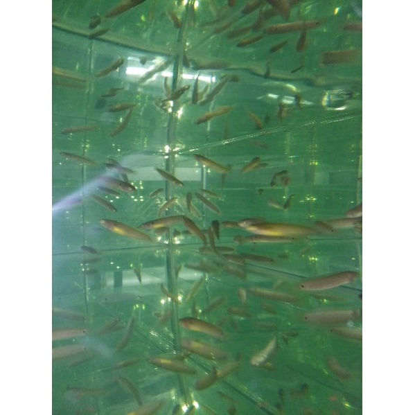 Chana Asiatica RS Pure Size 4-5Cm