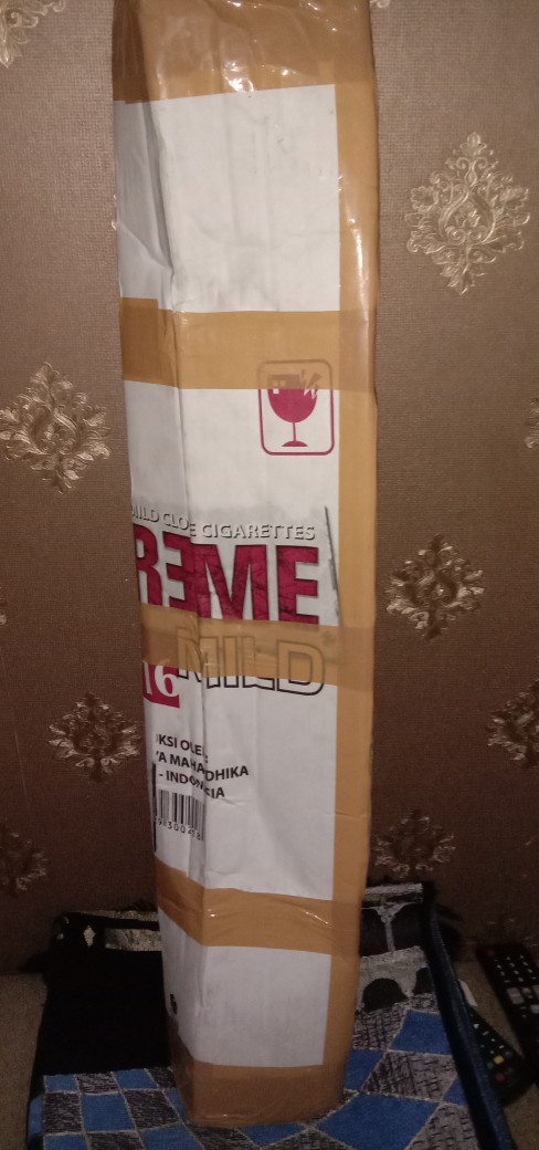 Paket 3 Bibit Mangga Kiojai Supermurah