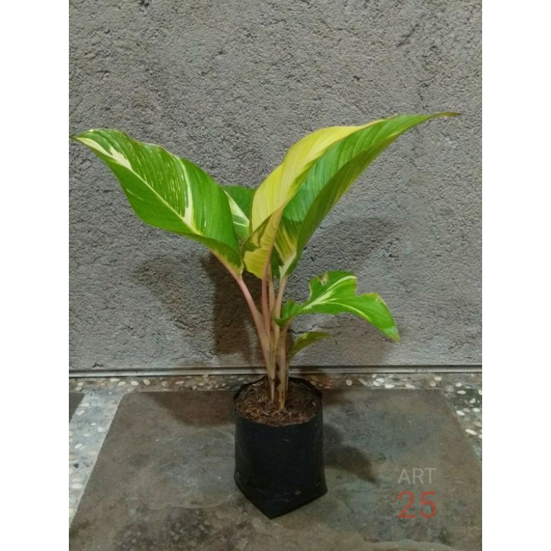 Heliconia Indica 'Lamarck' Bibit Berakar