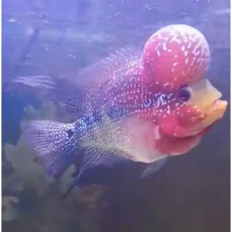 ikan lohan/louhan SRM ikan louhan murah burayak /  GARANSI ganti jika ikan mati