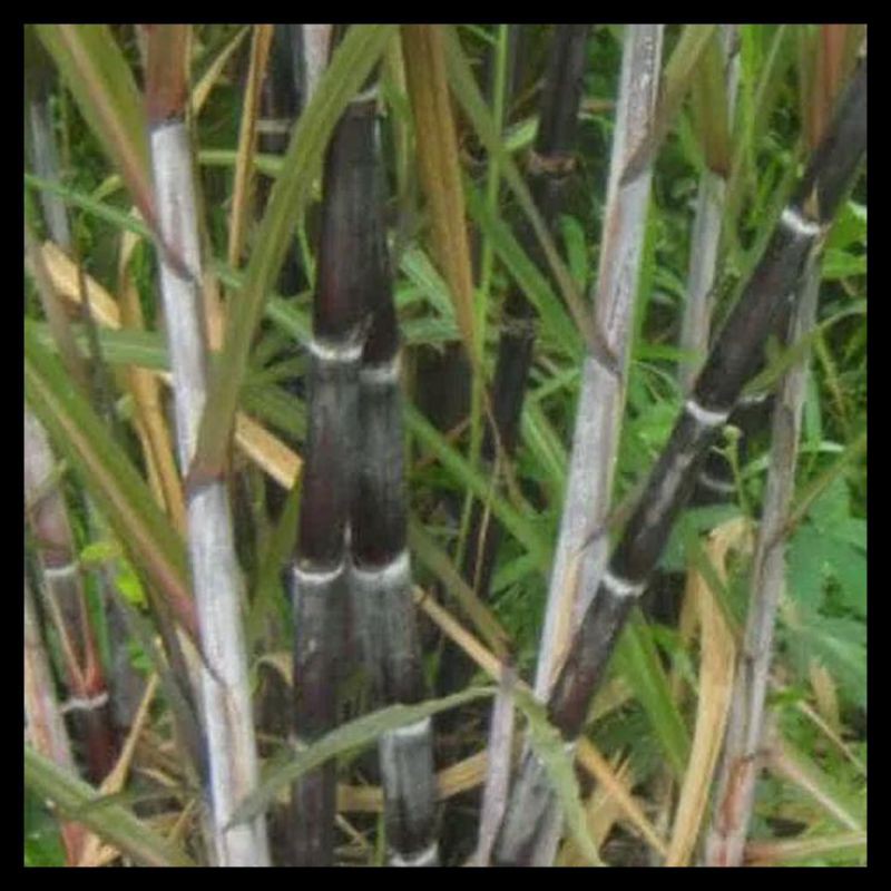 3 Bibit Tebu hitam/Tanaman Tebu herbal