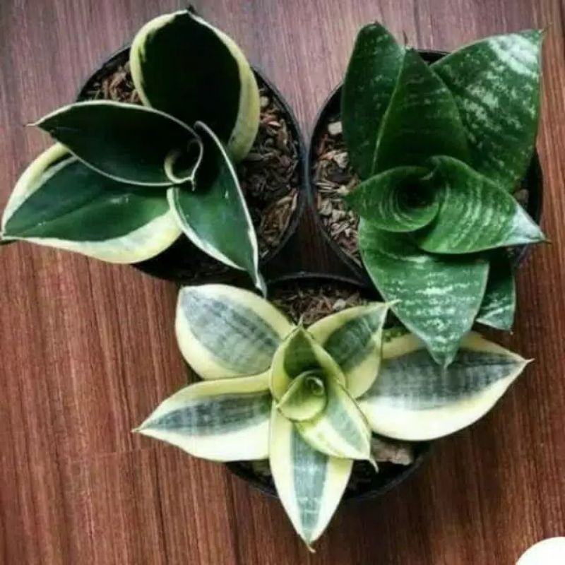 paket 3 tanaman hias sensiviera-paket tanaman lidah mertua