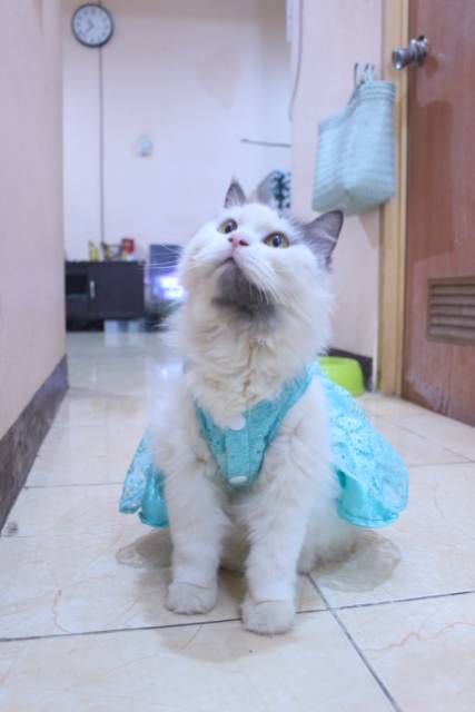 Dress satin renda warna toska untuk kucing dan anjing / baju kucing anjing murah size S-XL