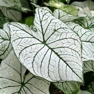  Tanaman  Hias  Keladi Putih White Caladium  plant Shopee 