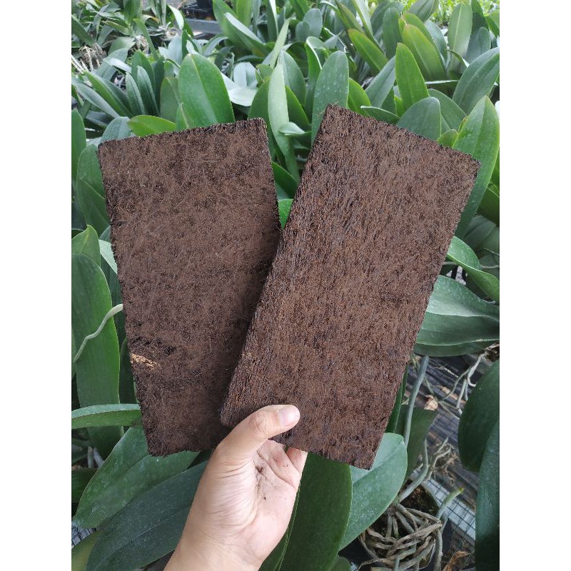 Papan Pakis SUPER / Papan Tempel Anggrek