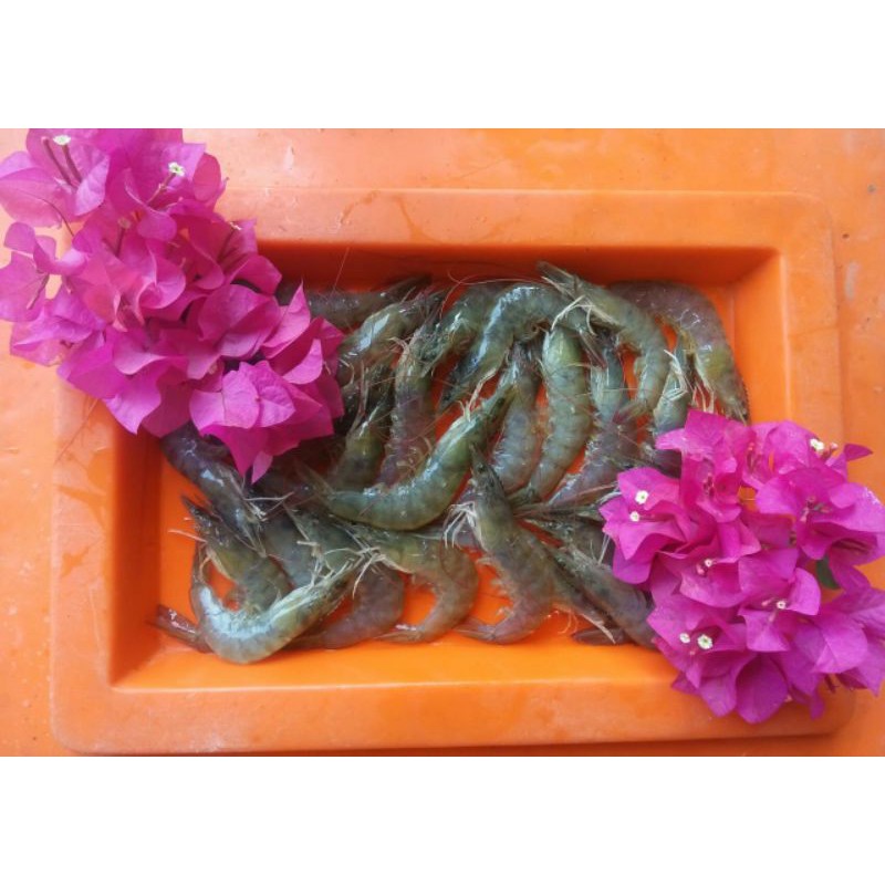 

udang segar