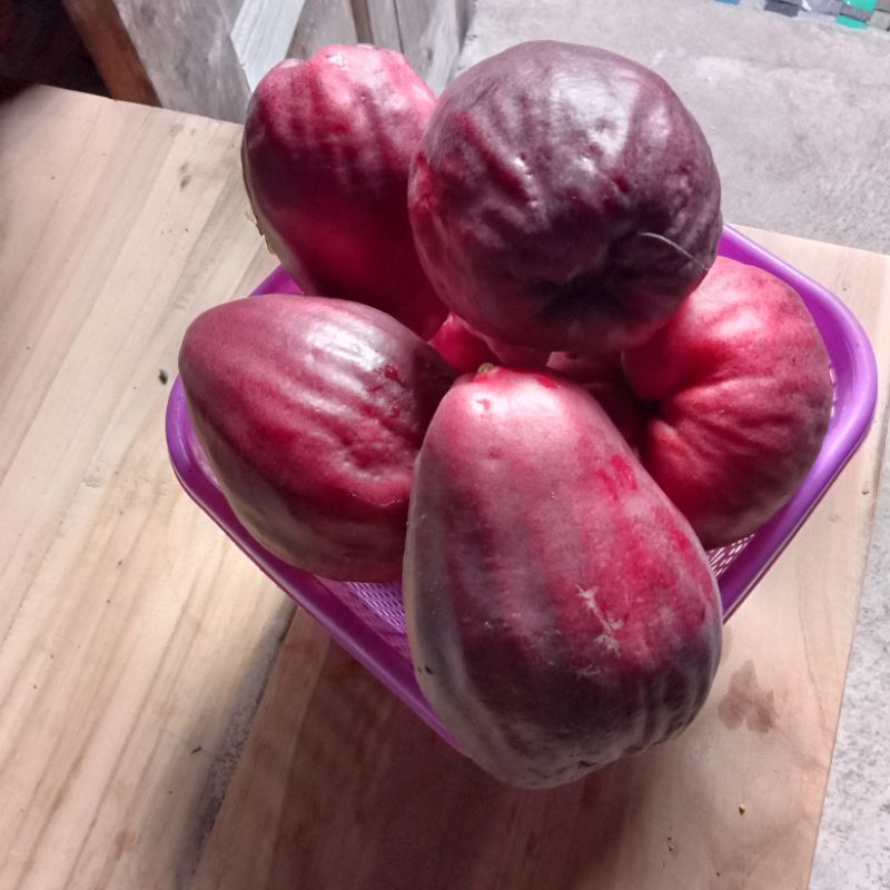 

jambu jamaika