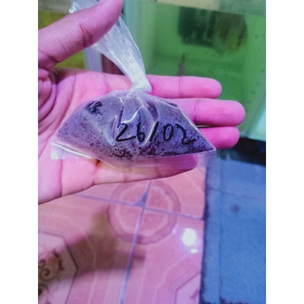 

telur killifish.guentheri.red