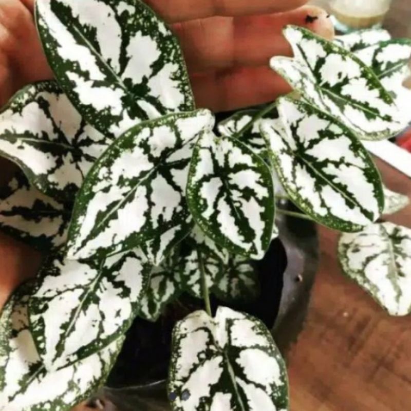 tanaman keladi mutiara mini tanaman hias keladi liliput mini/bibit tanaman hias keladi mutiara bibit