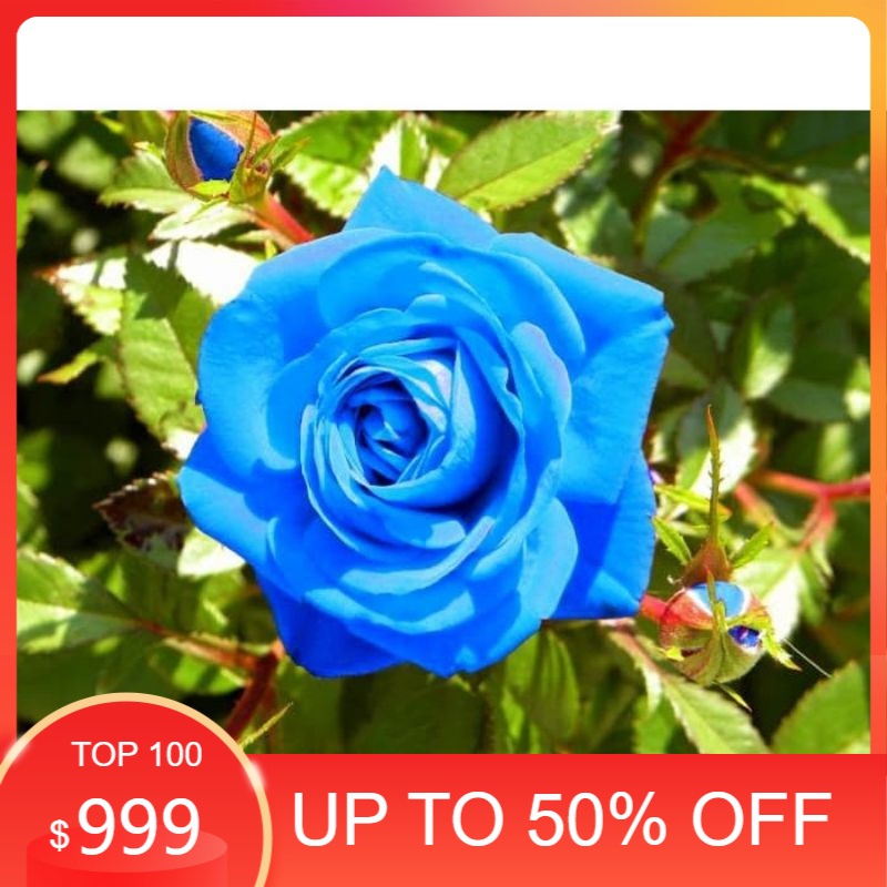 0Tanaman hias mawar biru | bunga blue mawar hidup