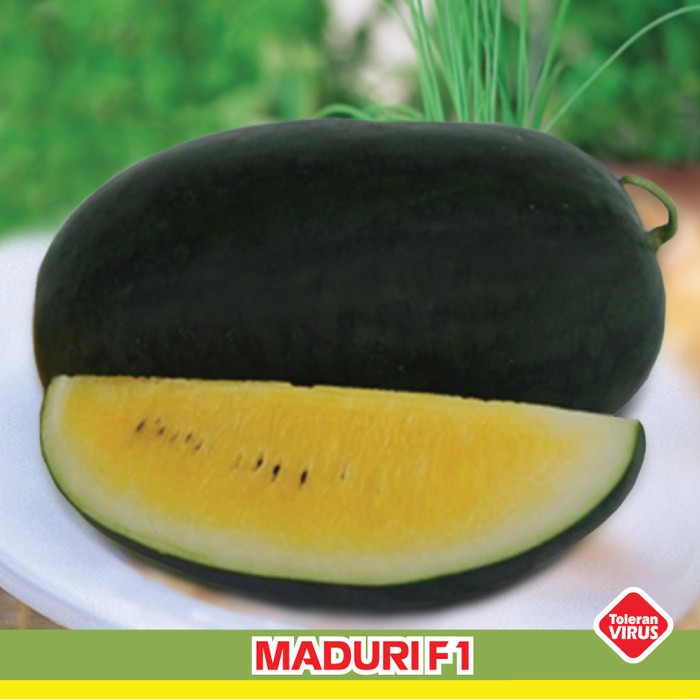 ISI 3 BIBIT BENIH BUAH SEMANGKA LONJONG MADURI