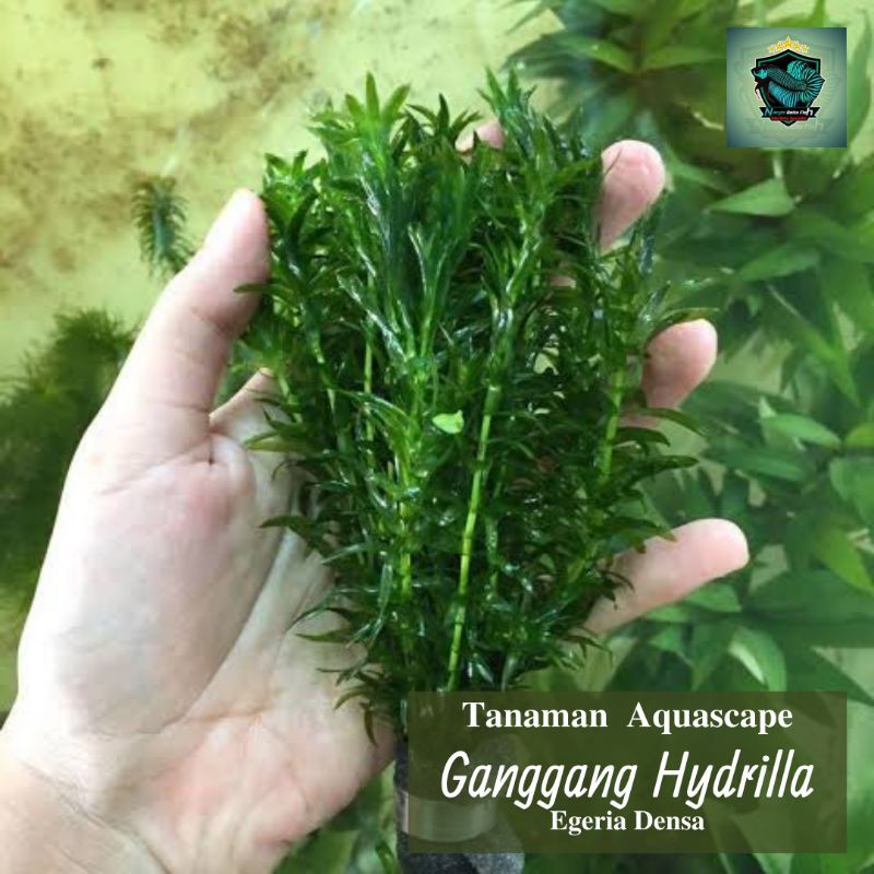 Tanaman Air Hidup ganggang hijau/Hydrilla