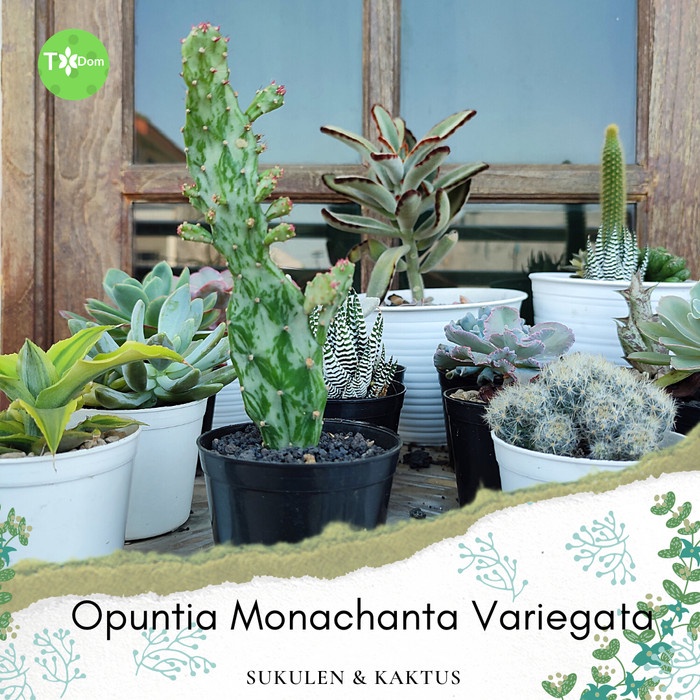 Opuntia monacantha variegata tanaman hias kaktus indoor outdoor