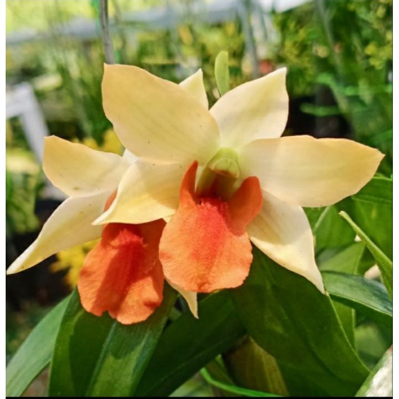 dendrobium frosty orange