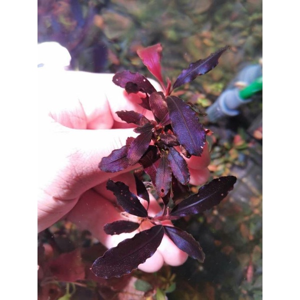 bucephalandra_brownie_ghost_2011-2012_1000gram