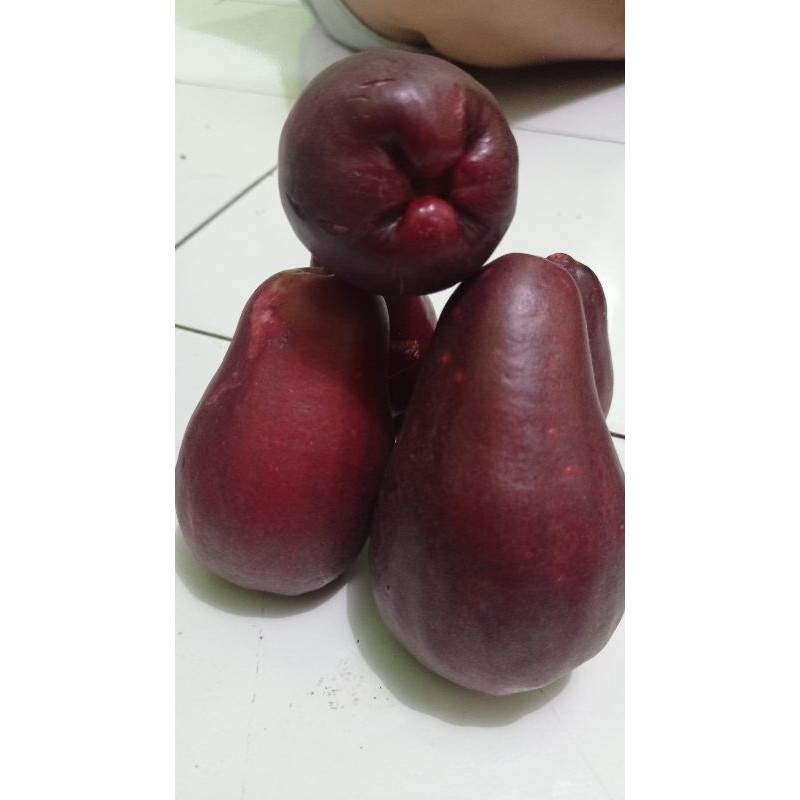 

jambu paprika