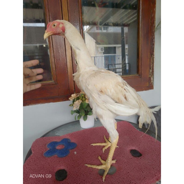 Kamplang Jamu kesehatan Ayam Promo Bonus Ayam Plucker White Dragon