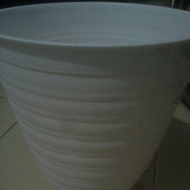 Pot Bunga Tanaman Tawon Putih Tinggi 24cm - Pirus Asli