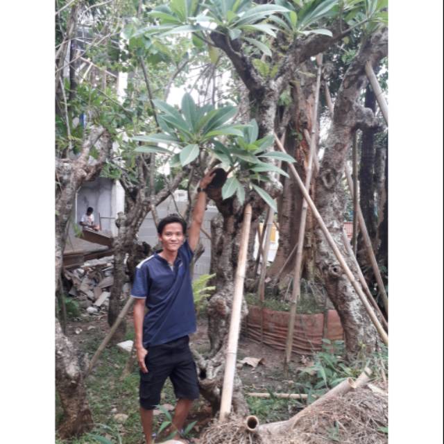 Pohon kamboja fosil jual pohon kamboja fosil (4 s/d 5 meter)