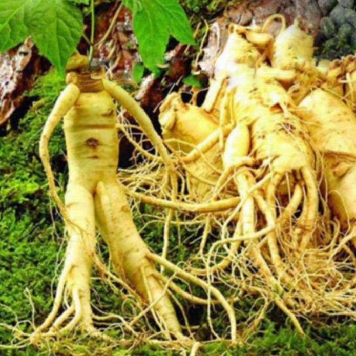 Bibit Ginseng Merah Korea Panax Ginseng Korea