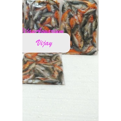 ♦ Bibit Ikan Mas Kecil Beku Pakan Predator 150 Gram 100 Ekor (Ojol Only) - 150gr ☇