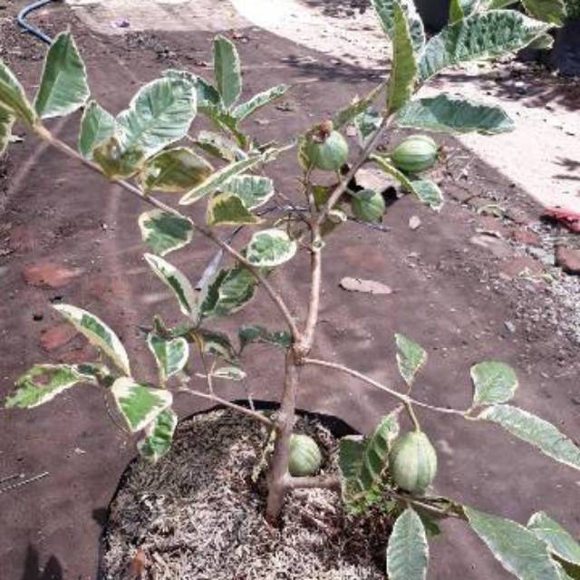 

Bibit jambu biji varigata