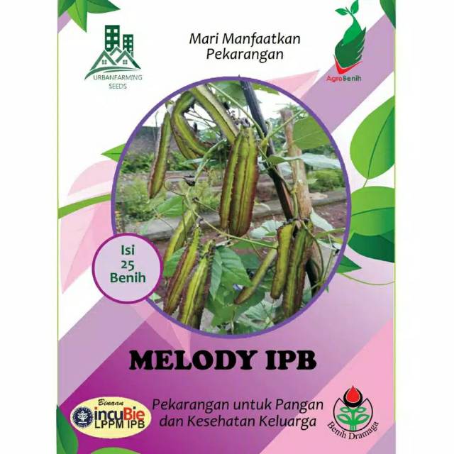 Benih Kecipir Lurik MELODY IPB