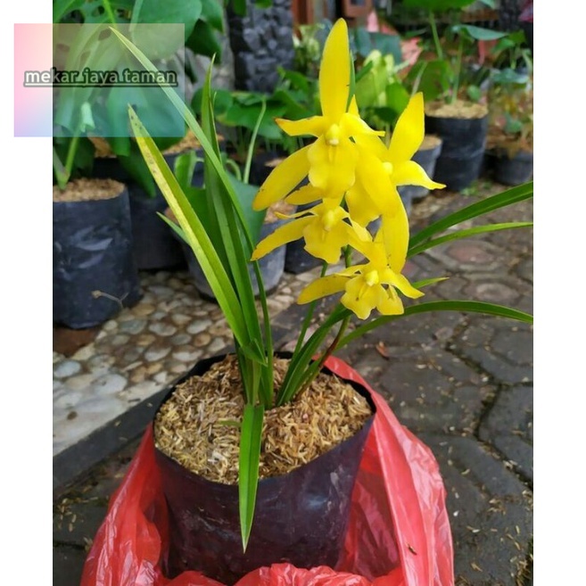 Anggrek Cymbidium Golden Boy