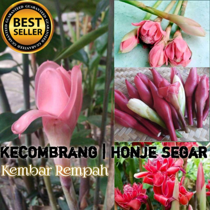 

KECOMBRANG | COMBRANG | HONJE SEGAR