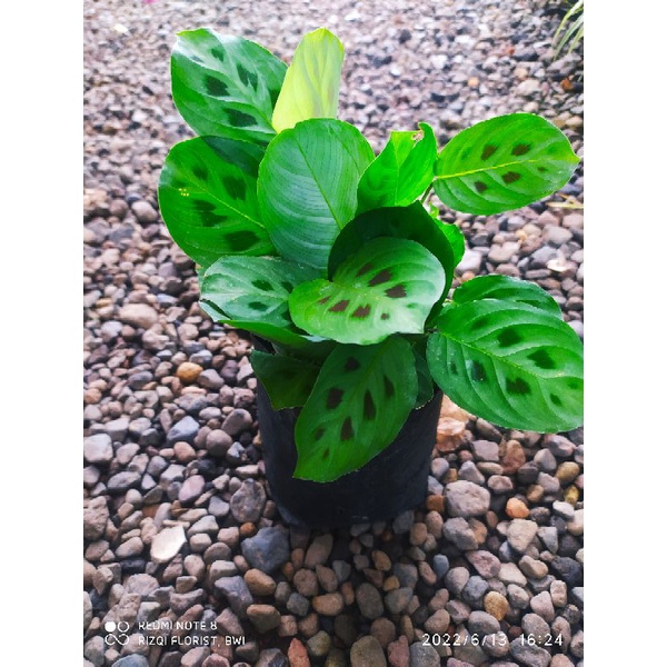 kalatea Maranta Katak - Kalatea Katak- Kalatea rimbun