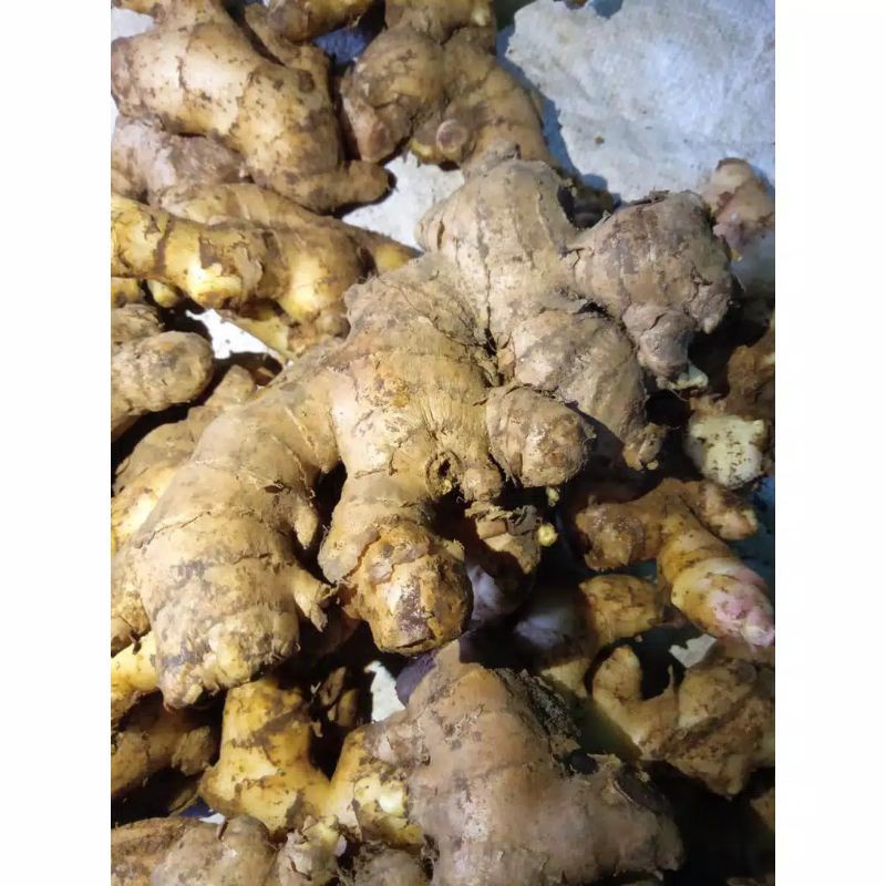

Jahe jahe gajah super segar 500gram termurah tua segar alami bisa COD