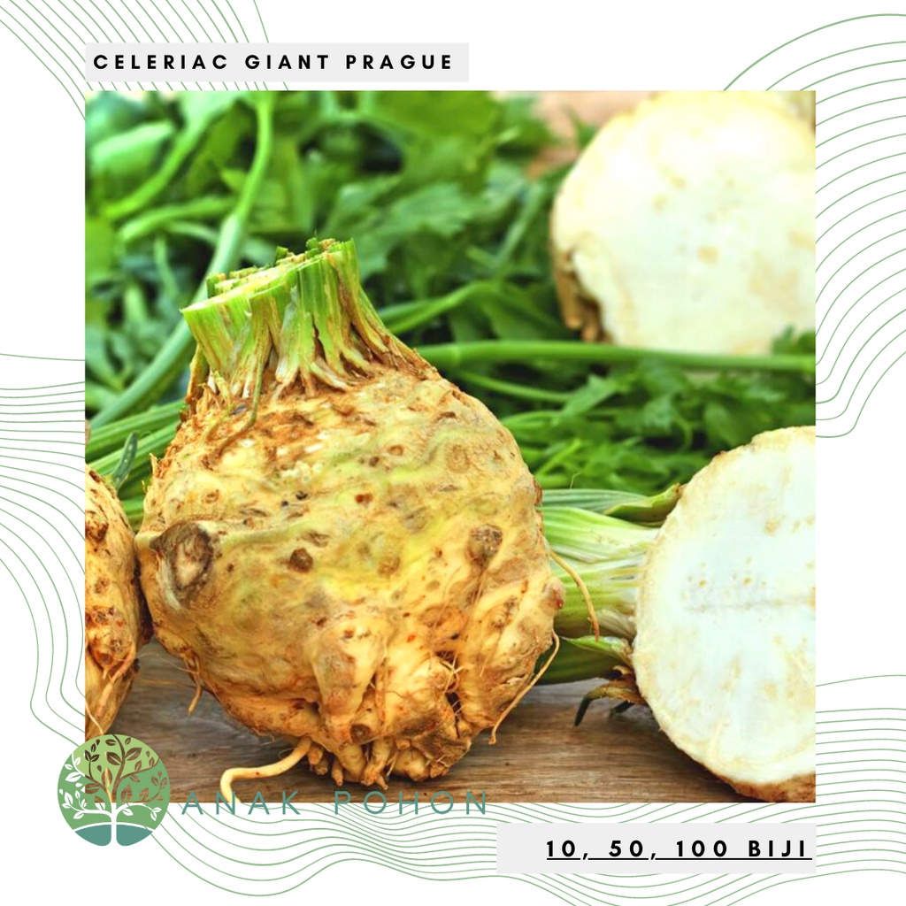 Benih Bibit Biji - Celeriac Giant Prague (Apium graveolens var. rapaceum) Seeds - IMPORT