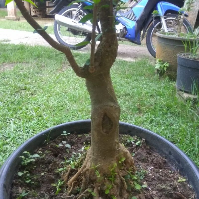 bahan Bonsai Anting Putri akar keliling