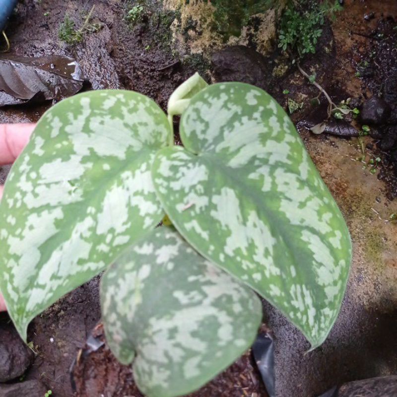 scindapsus moonlight