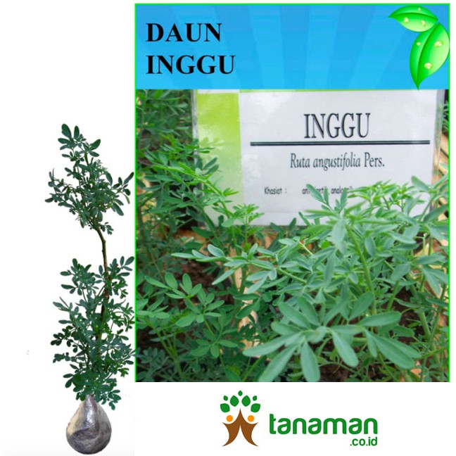 Bibit Tanaman Herbal Daun Inggu