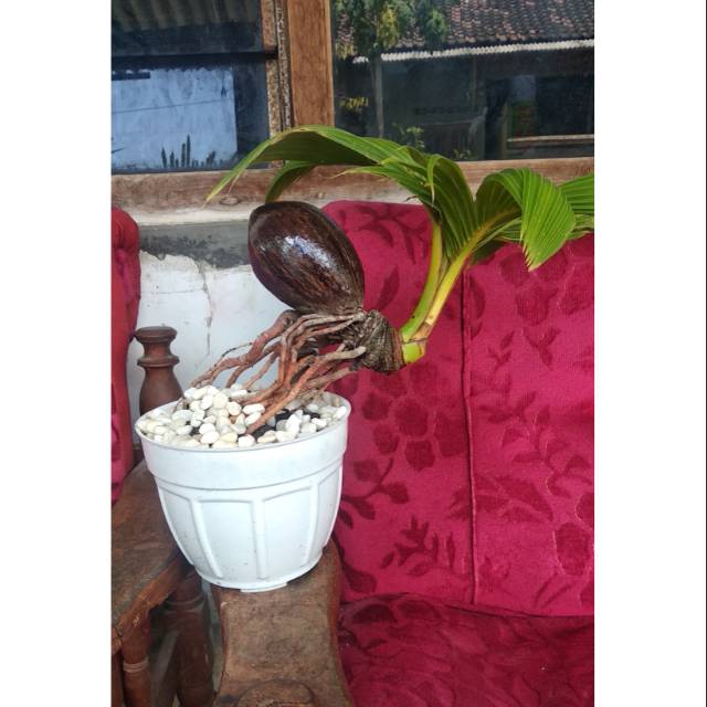 Bonsai kelapa nungging, kelapa bonsai mini tanaman hias