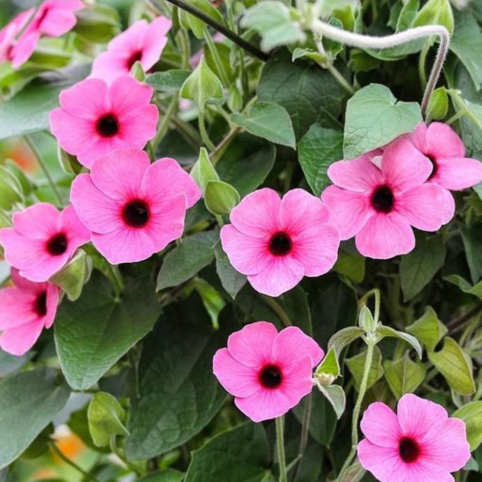 Biji Bunga Thunbergia Alata Krnv33 Ayo Beli