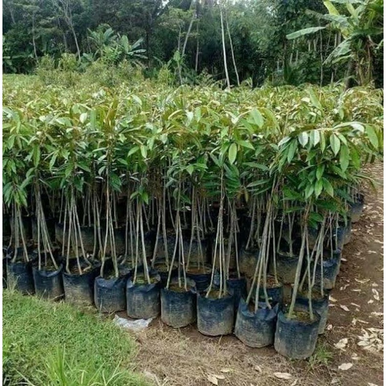 Bibit Pohon Durian Kaki 3 Okulasi