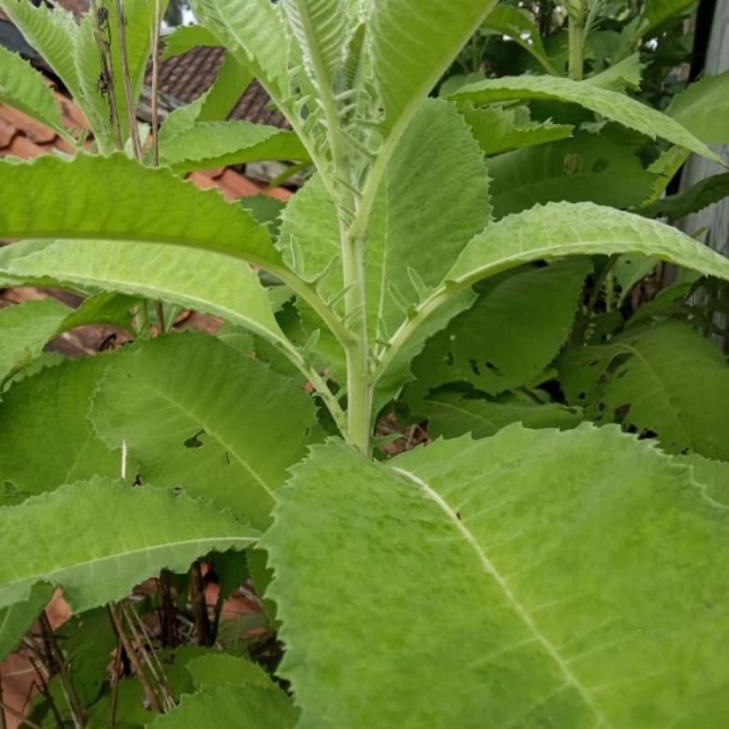 

daun sembung sejuta manfaat
