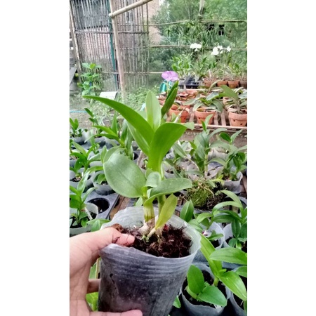 Anggrek Dendrobium bulat