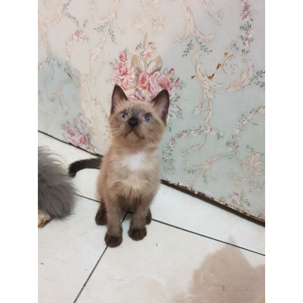 kucing persia himalaya mix munchkin