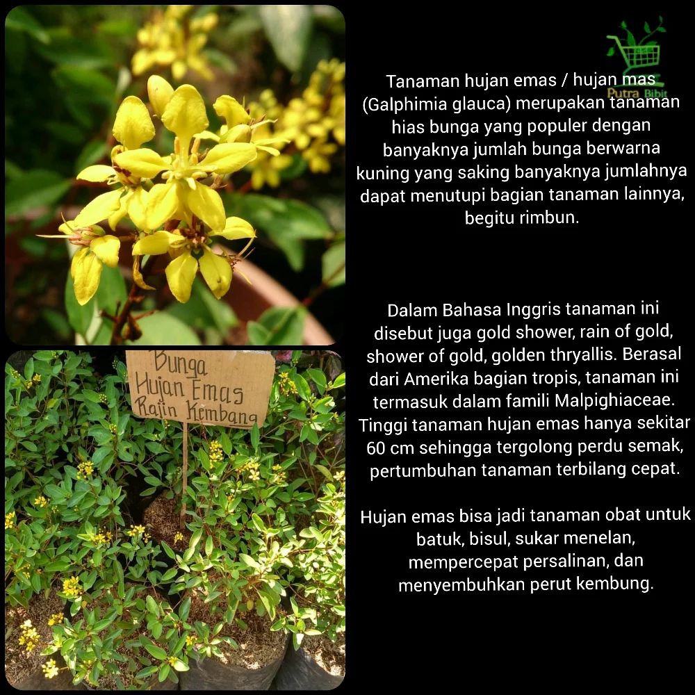 Pohon Hias Hujan Mas Bibit Gold Shower Bunga Emas Shopee Indonesia