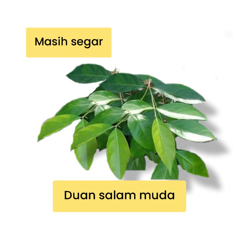 

daun salam segar 1 pack 250gram