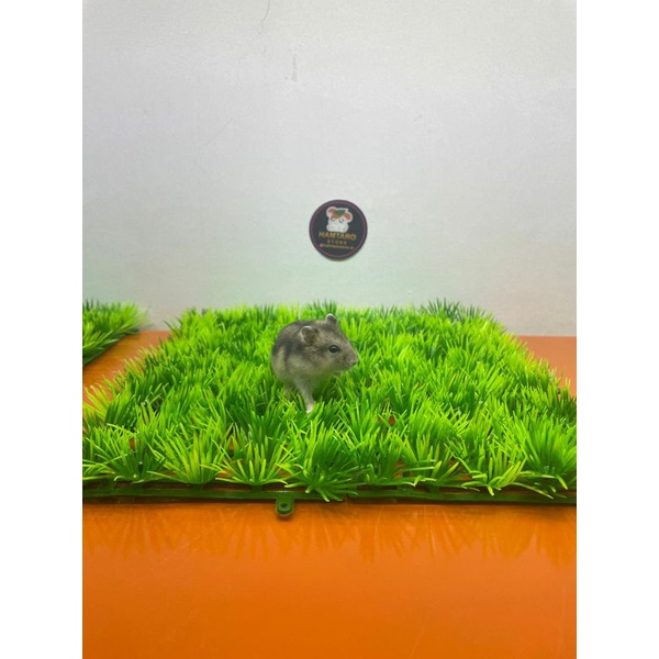 rumput halus sintetis ,rumput sintetis aquarium