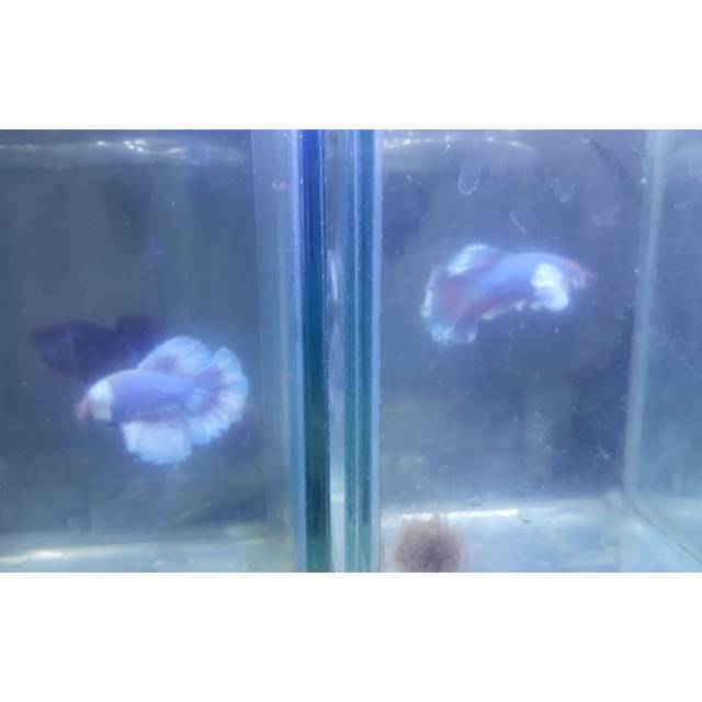 Cupang halfmoon dumbo ear