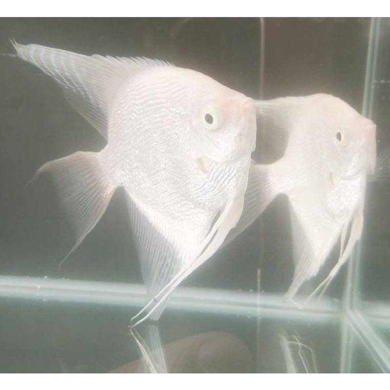 Ikan hias aquarium Manfish Platinum Dewasa, sepasang pair siap breed pijah mkn cabek hikariVibrabite